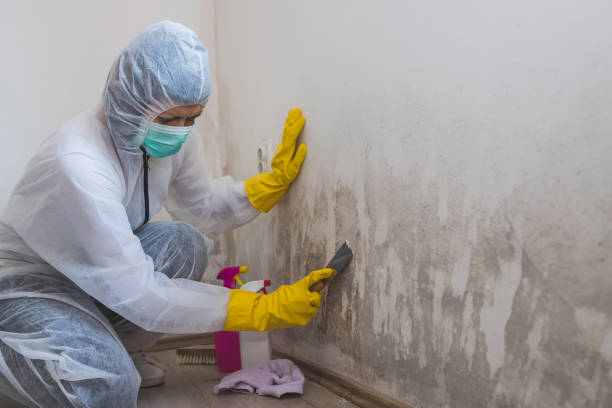 Best Industrial Mold Remediation  in River Rouge, MI