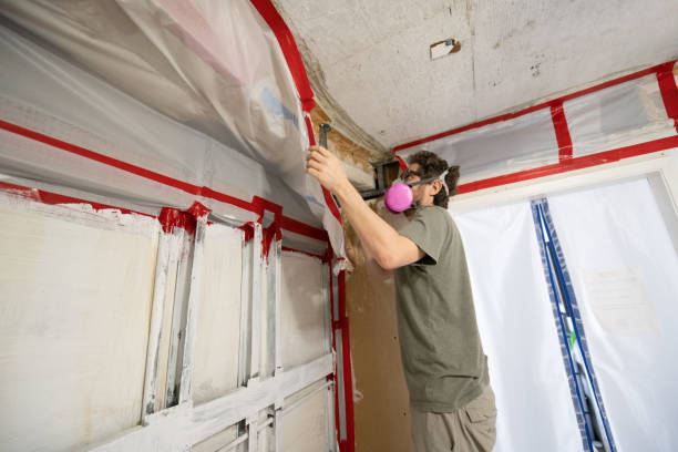 Best Attic Mold Removal  in River Rouge, MI