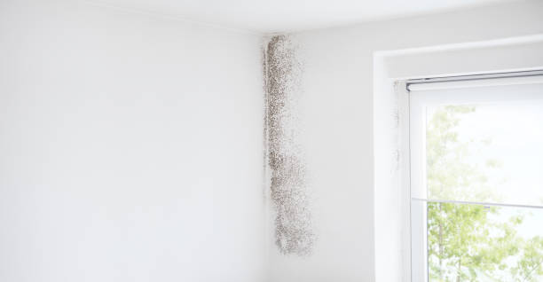 Best Residential Mold Inspection & Testing  in River Rouge, MI