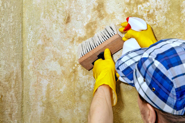 Best Mold Prevention Services  in River Rouge, MI