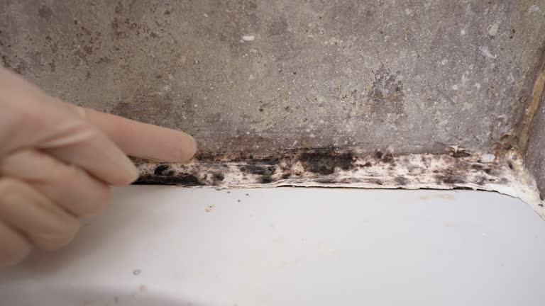 Best Forensic Mold Investigation  in River Rouge, MI